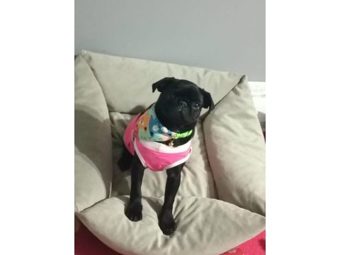 4 aylık dişi pug