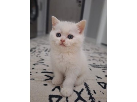 Sağlıklı oyuncu british shorthair bebekler