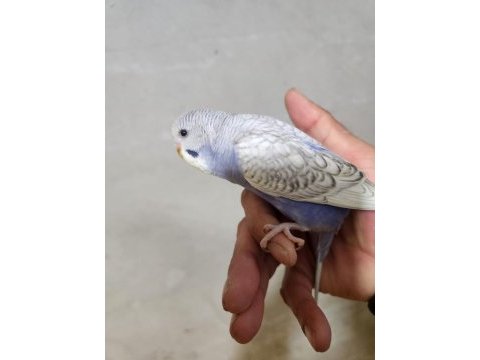 Yeni yeme düşen jumbo muhabbet kuşu bebekler