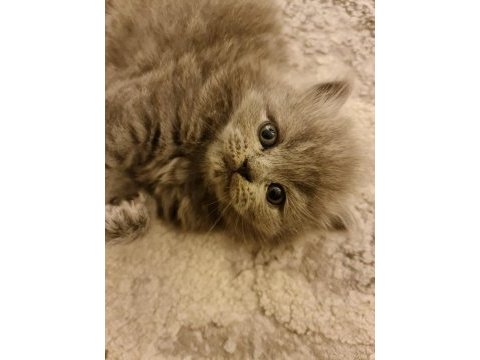 Blue british longhair