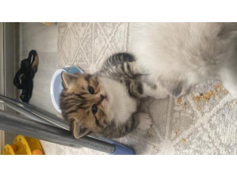 1.5 aylık yavru kedimiz