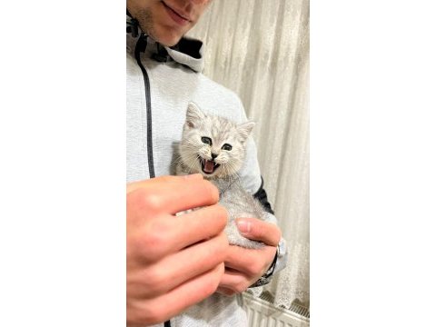 Tuvalet eğitimi var oyun oynamayı seven british shorthair