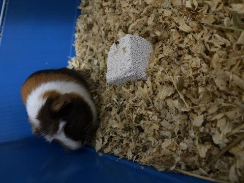 Guinea pig 4 aylık