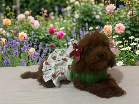 Kore poodle