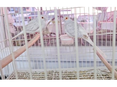 Minyatür kumru (diamon dove)