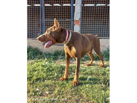 Kalite doberman yavrular