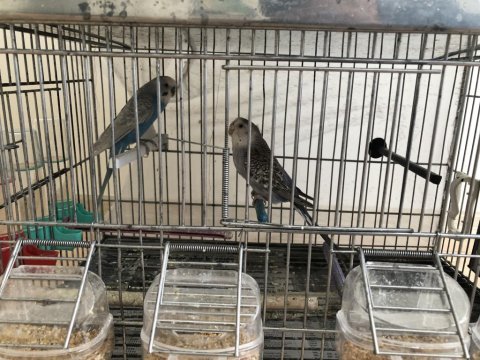 Bir çift mavi muhabbet kuşu sahiplendirilecektir