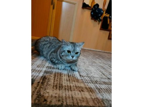 British shorthair 18 aylık