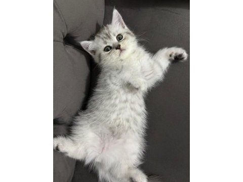 Ailenize yeni bir dost kediniz olsun