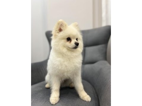 Oyuncul erkek pomeranian