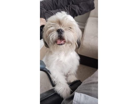 Shih tzu dişi