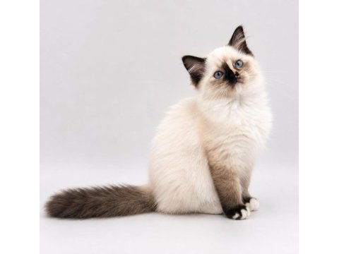 Hakiki ragdoll bebekler