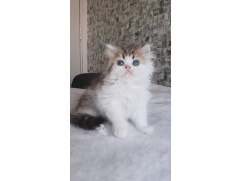 British longhair ny2533 nadir bicolor erkek