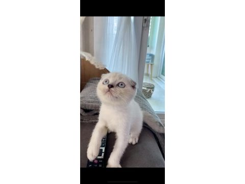 Scottish fold lynx point