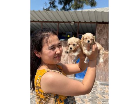 Maltipoo yavru köpekler