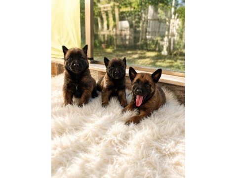 Safkan malinois yavruları