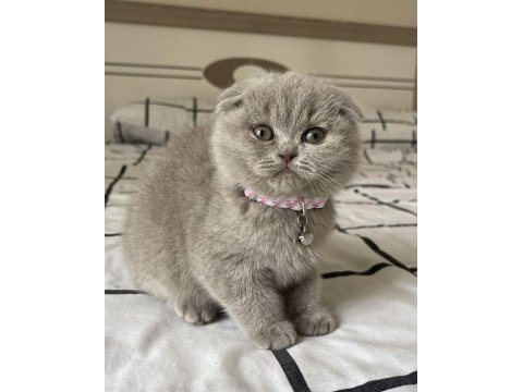 Scottish fold british siyam yavru çeşitler mevcuttur