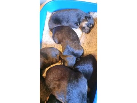 Rottweiler yavrularımız 2 günlük oldu