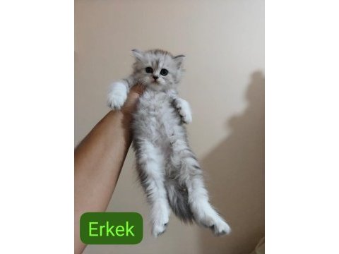 Silver gen yavru kedimiz