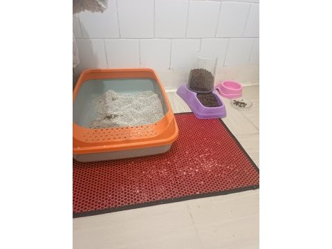 6 aylık dişi british shorthair