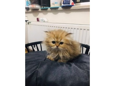 British longhair 2 aylık erkek