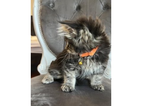Mco safkan dişi orman rengi maine coon