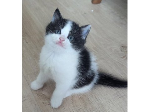 Bicolour kardeşler british shorthair 48 günlükler