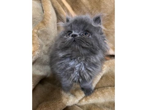 Safkan iran persian erkek