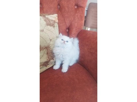 British longhair sağlıklı oyuncu kedimiz