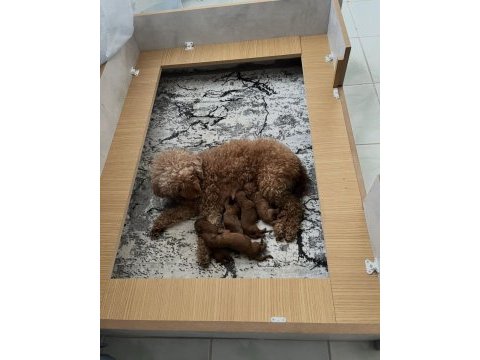 Anne altındn evde büyüyen minyatür poodle yavruları