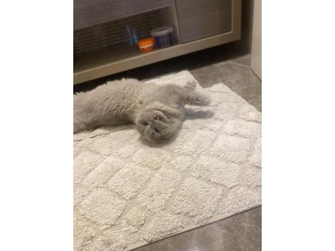 Ücretsiz kedimiz scottish fold