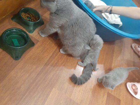 Yavru safkan ingiliz british shorthair