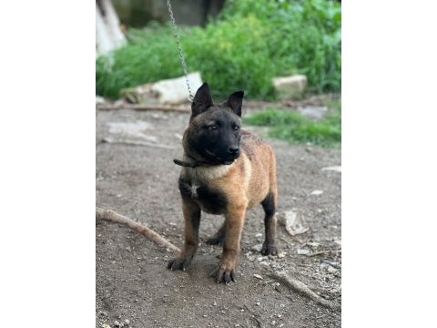 4 aylık erkek belçika kurdu