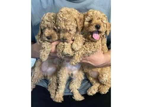 Toy poodle yavrularımız