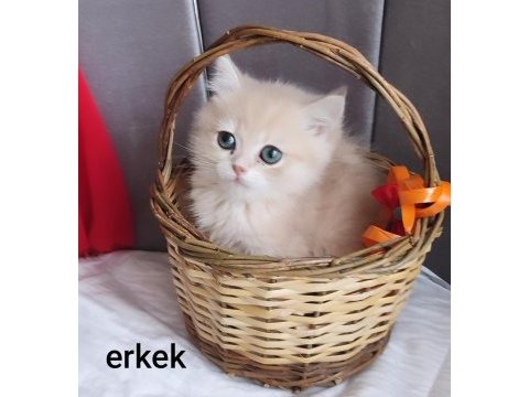 British shorthair erkek