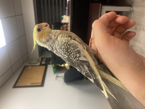 4 aylık erkek full evcil sultan papağanı