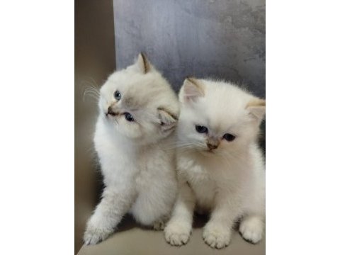 British shorthair mavi göz bebekler
