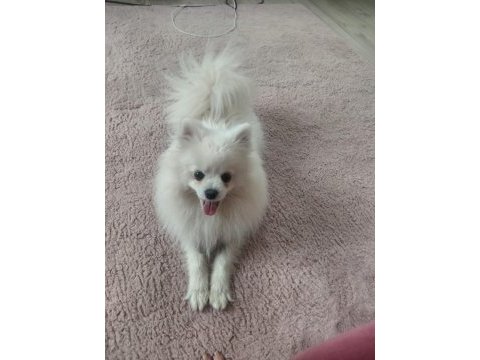 Pomeranian boo 1 yaşında