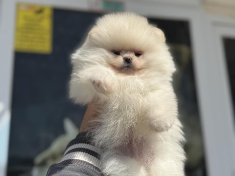 Çok özel tea cup pomeranian yavrular ziyarete açık