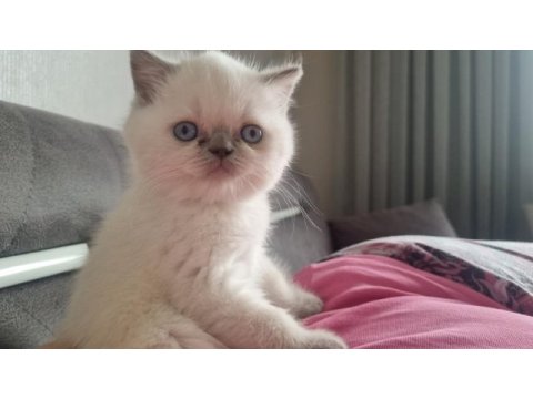 Boncuk gözlü blue point british shorthair