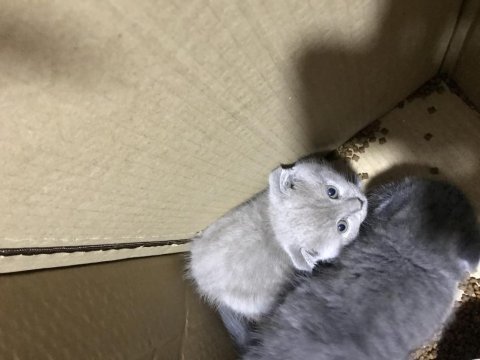47 günlük yavru kedi