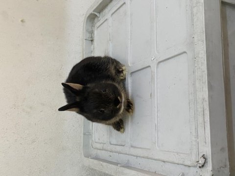 45 günlük cüce tavşan yavrular