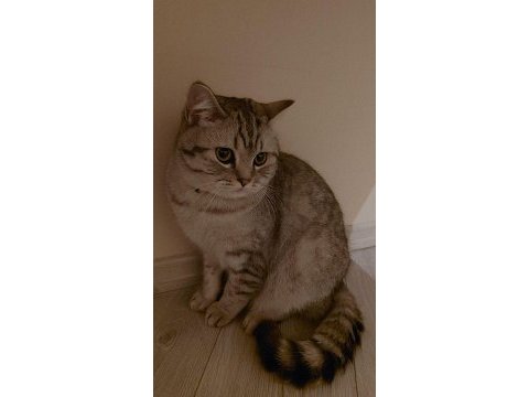 British shorthair oğlumu ücretsiz sahiplendiriyorum