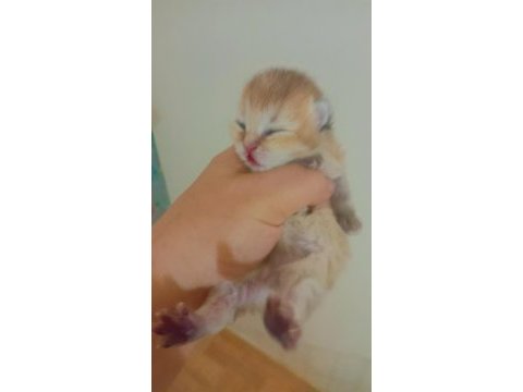 Şecereli golden anne baba yavruları kediler