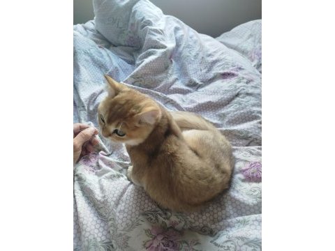 Safkan british shorthair