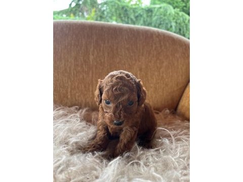 Toy poodle yavrular