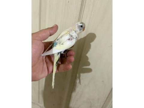 34 günlük kusursuz bebek muhabbet kuşu