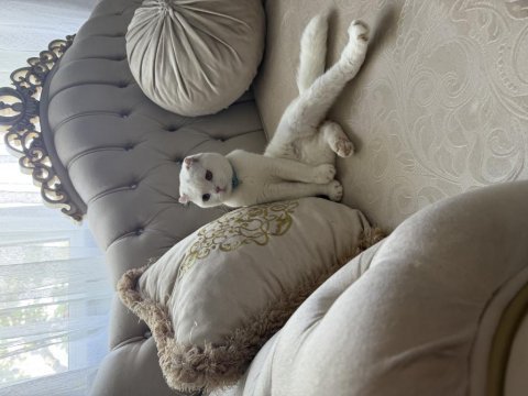 Scottish fold oğlumuz çakiye sıcak yuva arıyoruz