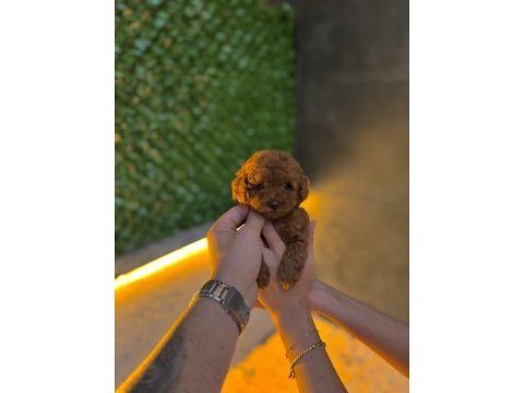 Micro teacup kore poodle yavrularımız