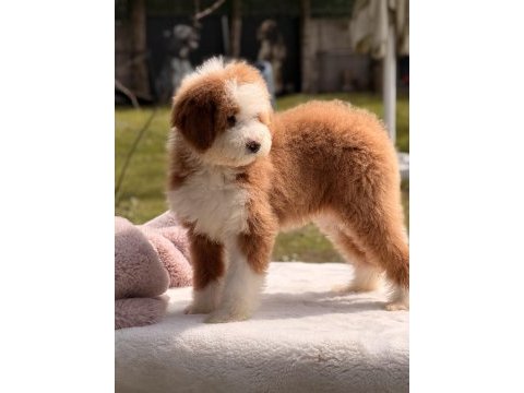 Standart dev poodle yavrular